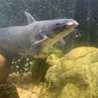 Steampunk-style robotic fish among underwater flora and bubbles