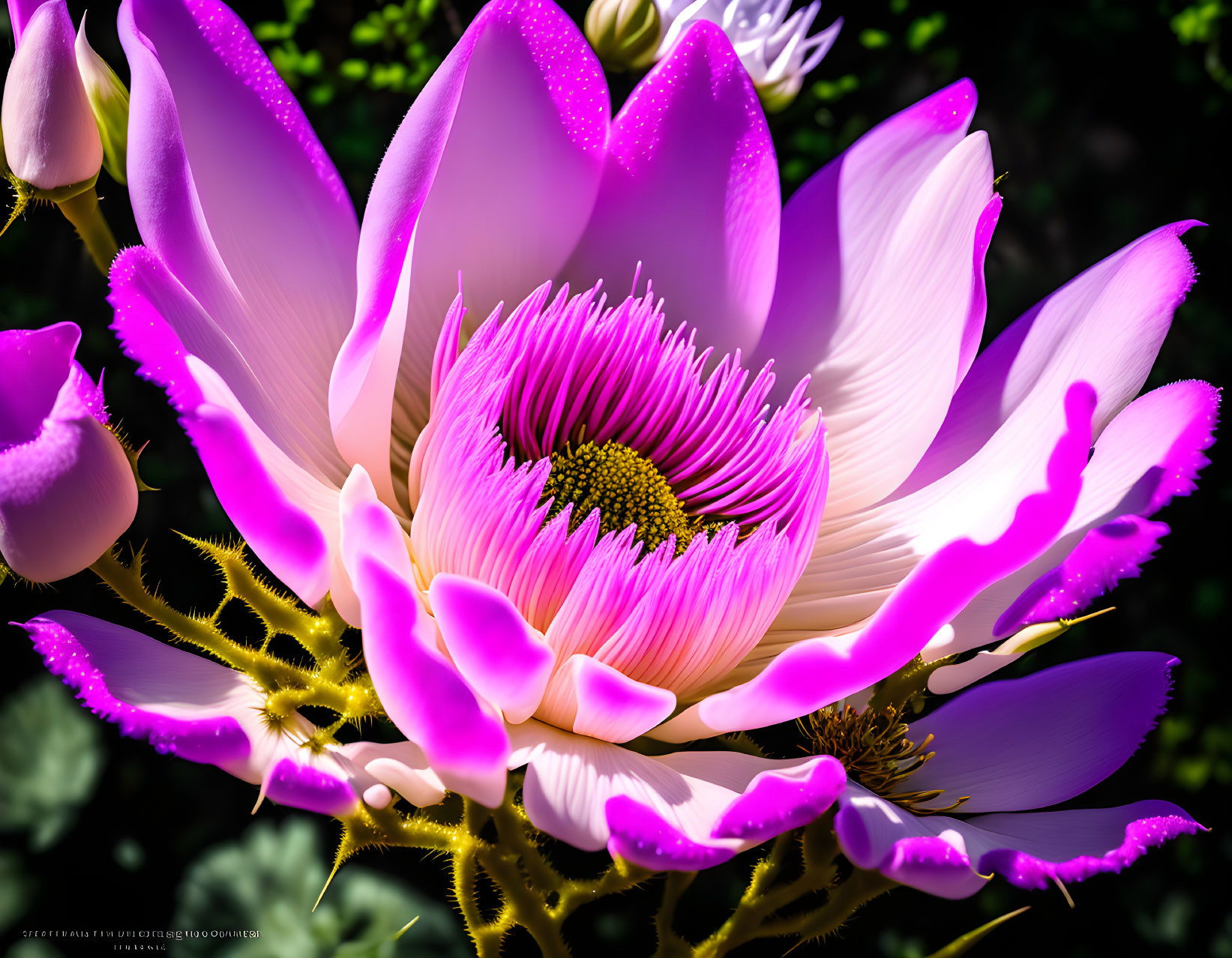 Detailed digital artwork of a blooming pink lotus flower on dark background