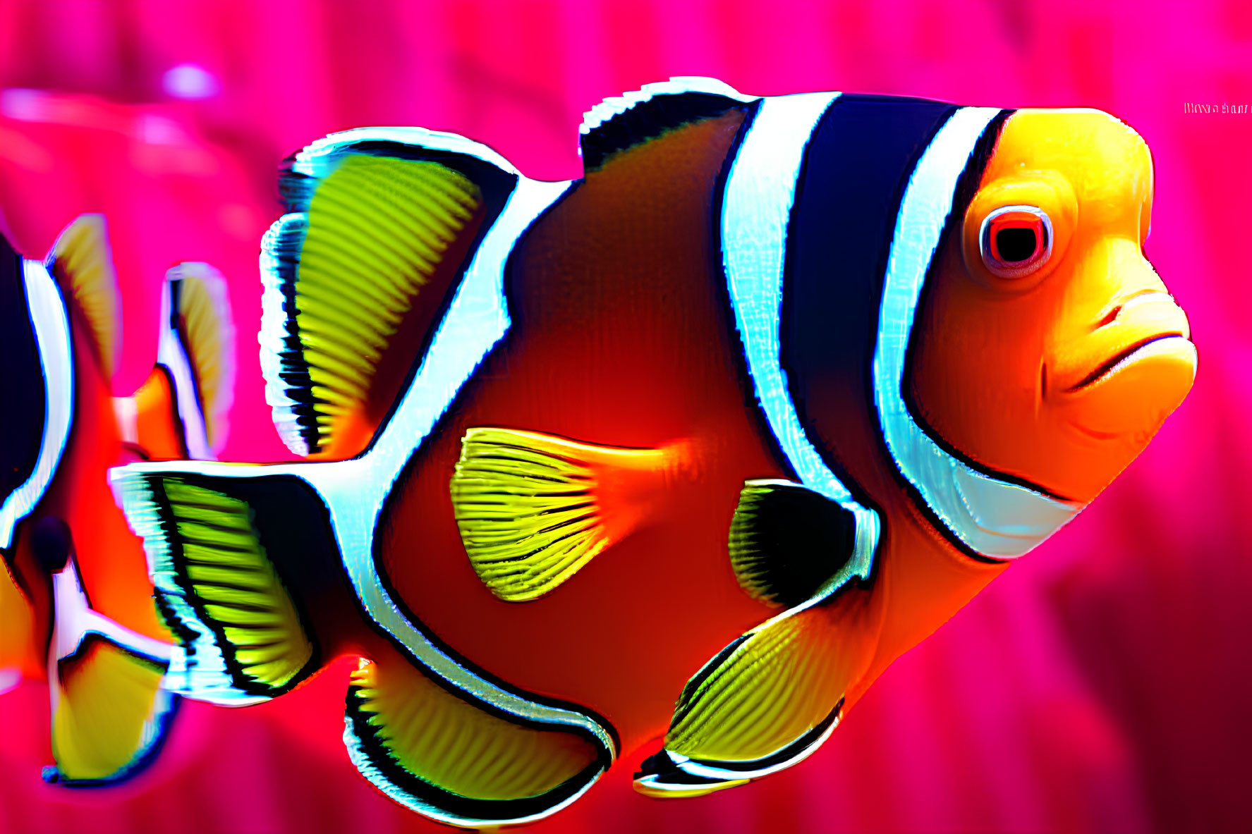 Colorful Clownfish with White Stripes on Pink Background