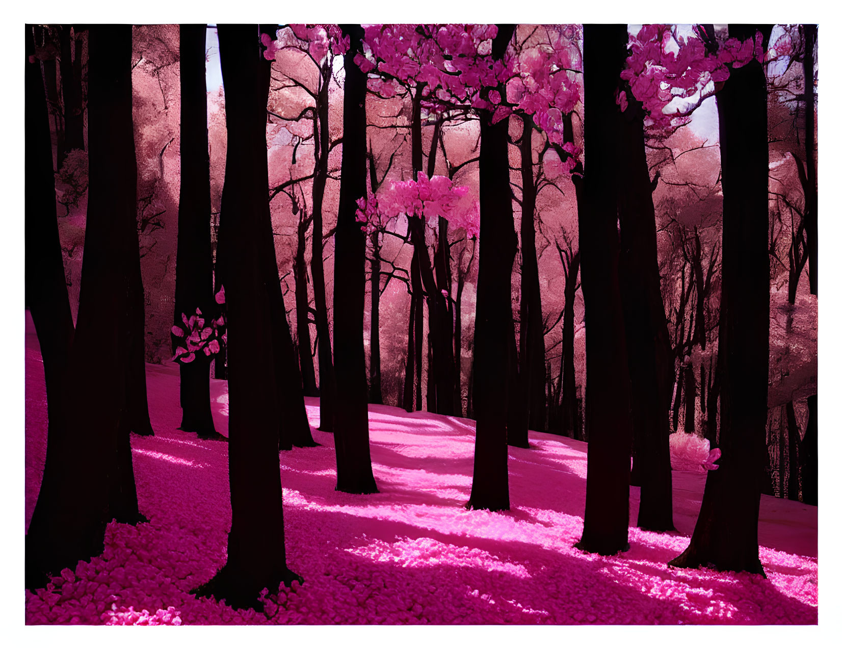 Pink-toned forest scene with dark trees, pink foliage, cherry blossoms, and purple sky