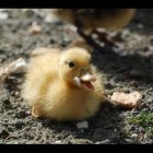 Yellow Duckling Floating on Peaceful Pond with Lily Pads