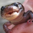 Detailed Close-Up of Gecko's Textured Skin and Vibrant Eye