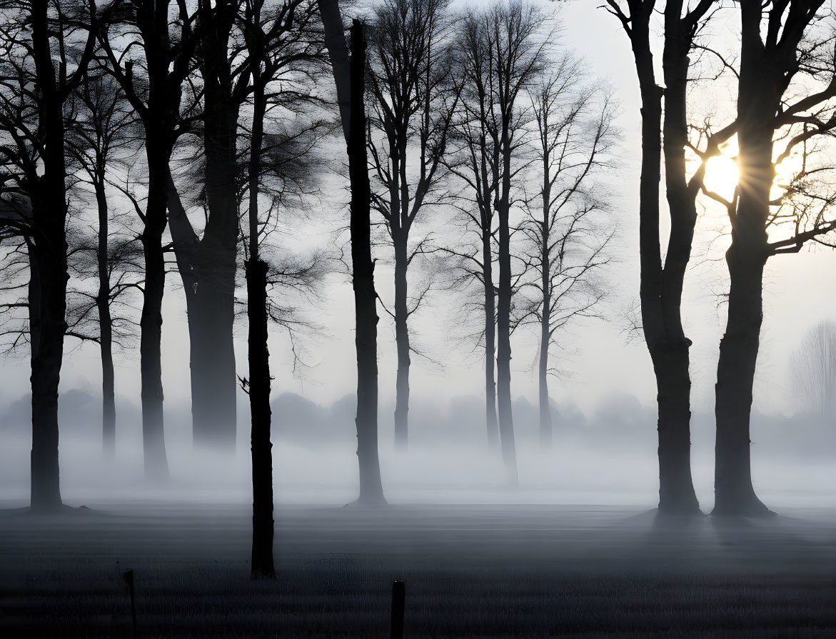 Foggy Forest Scene with Sunlight and Fence