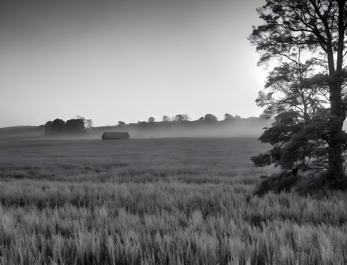 Monochrome landscape: field, tall grass, tree, structure under hazy sky