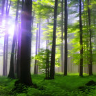 Lush Forest Scene with Sunlight, Green Undergrowth, and Mist