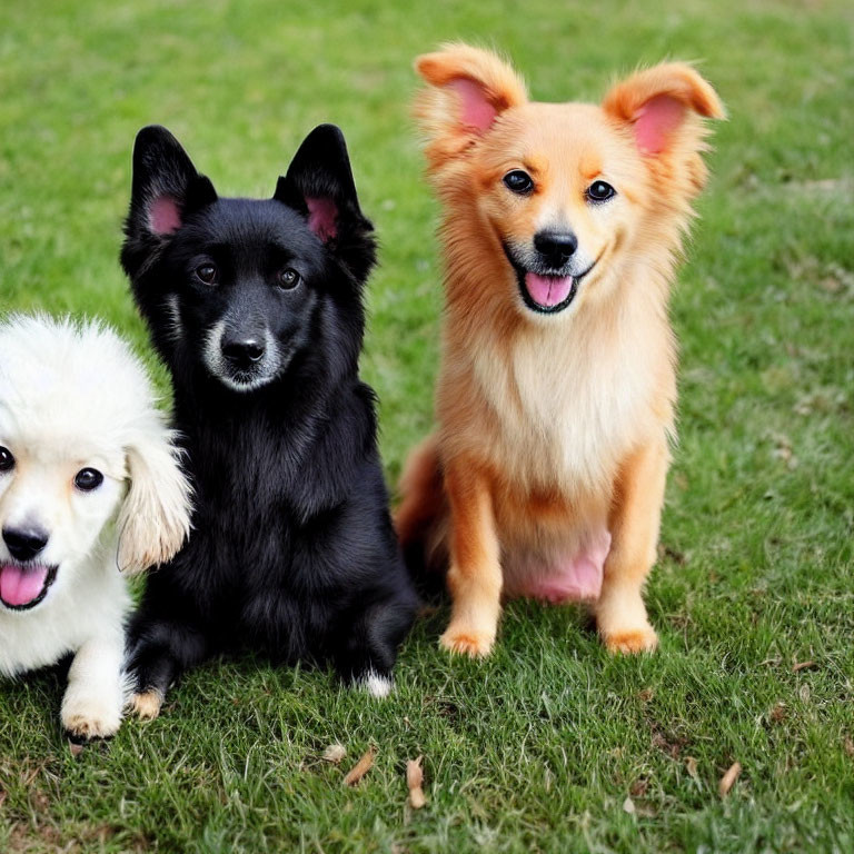 Three Dogs Sitting on Grass: Fluffy White, Focused Black, Smiling Tan