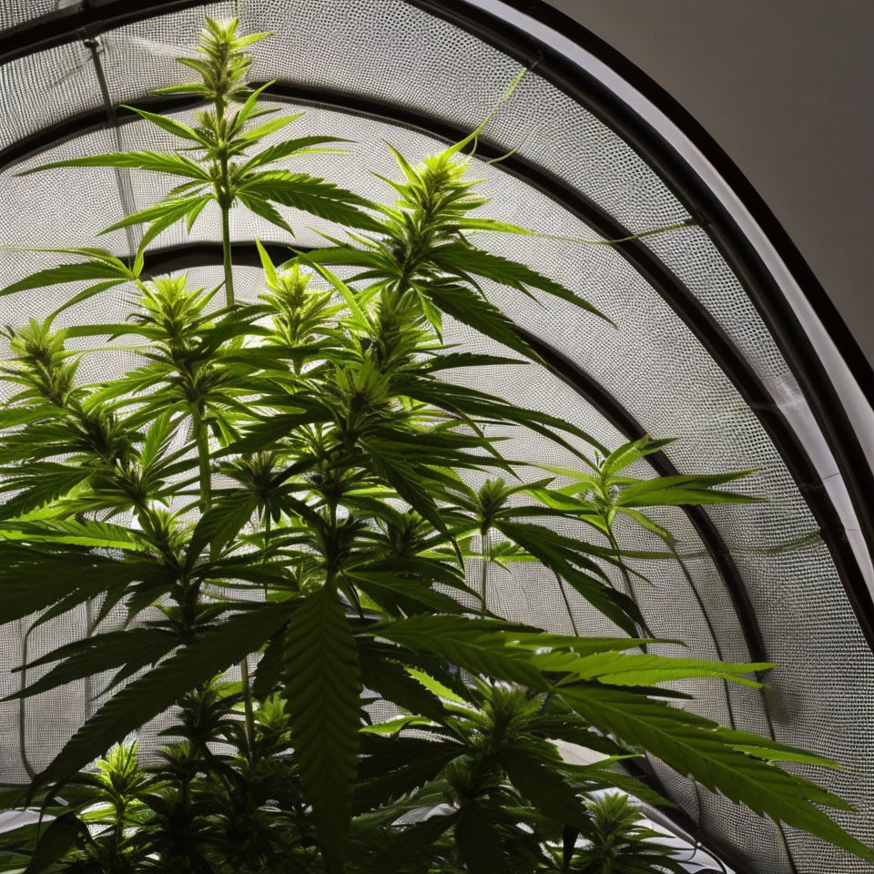 Indoor Cannabis Plants with Arched Window and Mesh Screen