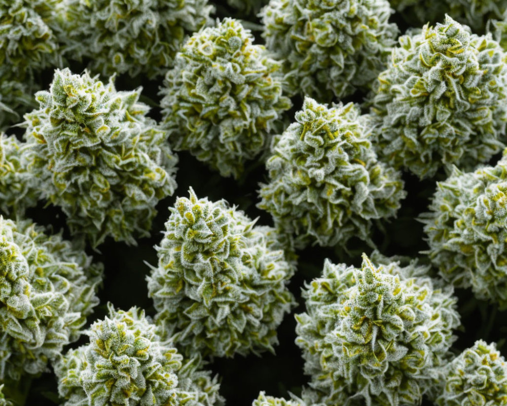 Multiple Dense Frosty Cannabis Buds with Crystalline Trichomes