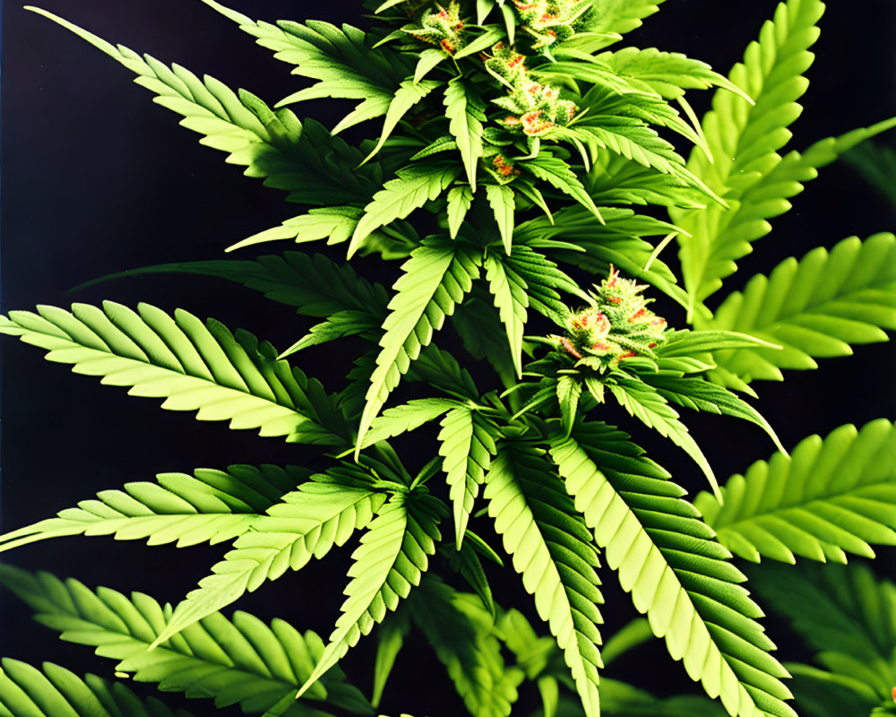 Vibrant cannabis plant with green leaves and flower buds on dark background