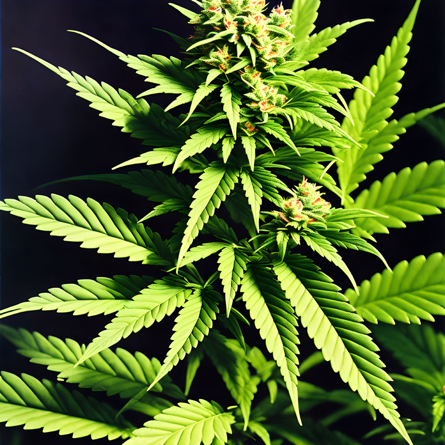 Vibrant cannabis plant with green leaves and flower buds on dark background