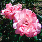 Vibrant pink and white striped roses in full bloom with lush greenery and buds.