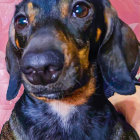 Colorful portrait of a dog in regal attire with soulful eyes on psychedelic background