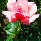 Pink and White Rose with Gradient on Dark Green Leaves