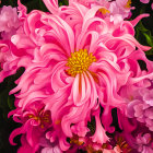 Detailed close-up painting of a vibrant pink peony on a dark ornate background