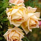 Cream and Peach Roses Bouquet with Golden Stamens on Dark Background