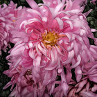 Detailed Close-Up of Large Pink Flower with Golden Center