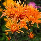 Colorful digital artwork: Orange and pink blossoms in lush green foliage on a dark background