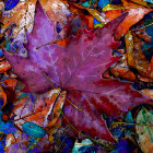 Multicolored autumn leaves with water droplets in vibrant display