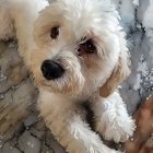 Fluffy white and tan dog with black nose in a floral setting