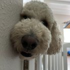 Fluffy dog peeking through decorative cutout screen