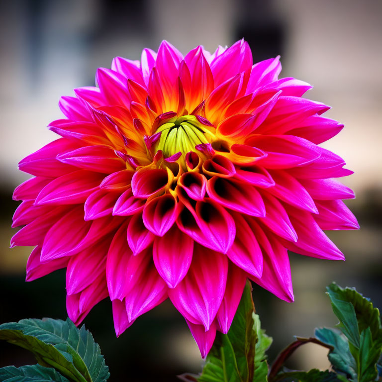 Detailed: Pink Dahlia Flower with Intricate Petals on Soft Background