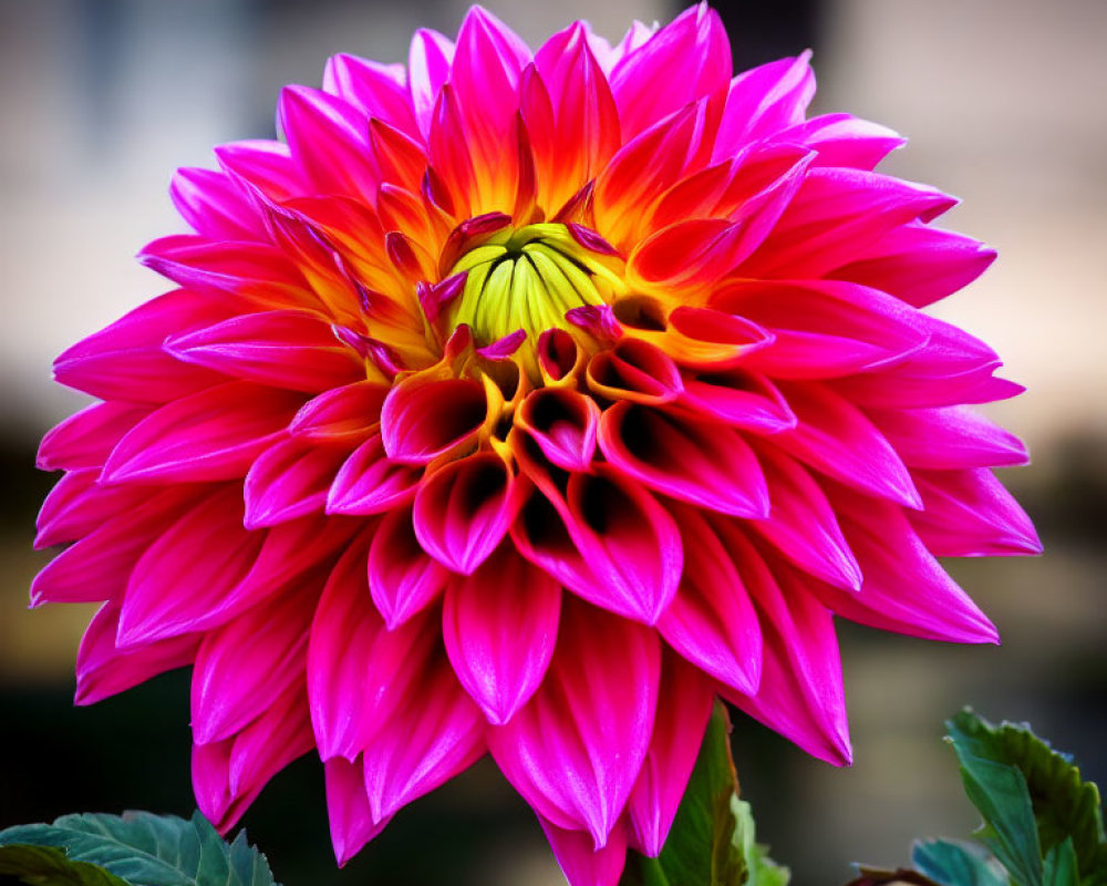 Detailed: Pink Dahlia Flower with Intricate Petals on Soft Background