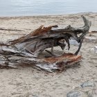 Realistic Crocodile Head Sand Sculpture on Beach