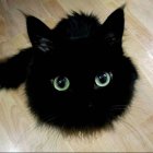 Black Cat with Striking Yellow Eyes on Fluffy White Surface