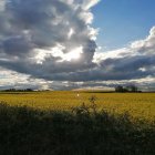 Colorful painting of yellow flowers in field under dramatic sky