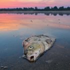 Tranquil Waters: Fish Floating in Sunset Reflections