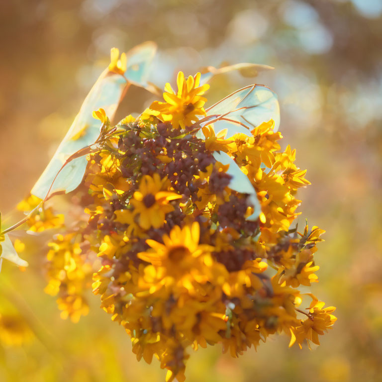 Vibrant Yellow Flowers in Close-up with Blurry Golden Background