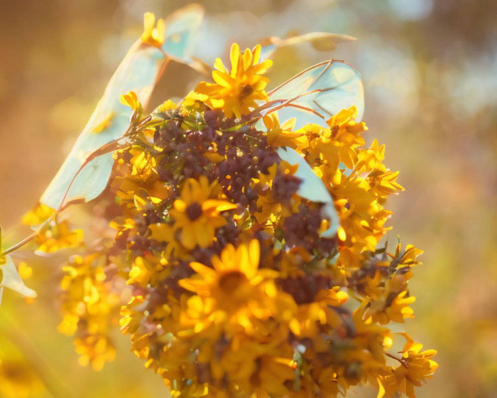 Vibrant Yellow Flowers in Close-up with Blurry Golden Background