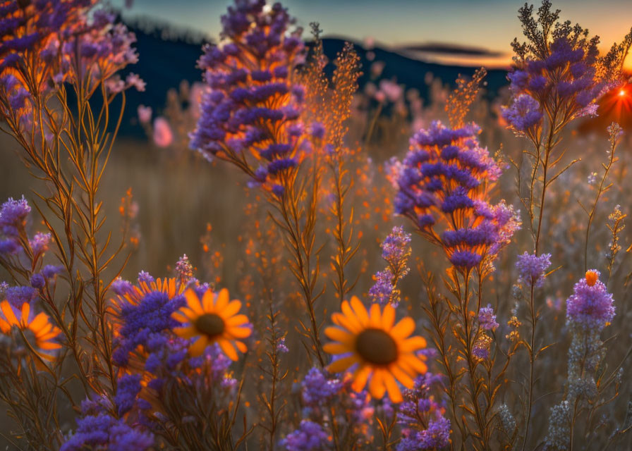 Purple Wildflowers in Sunset Scene with Warm Light and Soft-focus Background