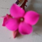 Pink Flower with Yellow Center and Magenta Edges on Gray Background