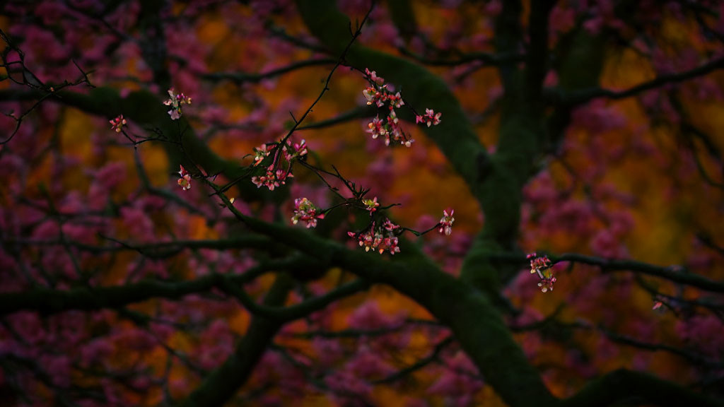 Sparse Pink Blossoms on Bare Tree Branches Amid Autumn Foliage