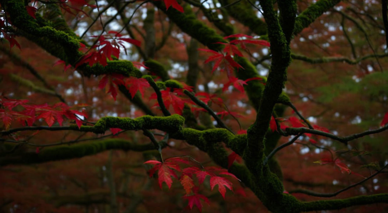 Vibrant Red Autumn Leaves on Moss-Covered Tree Branches