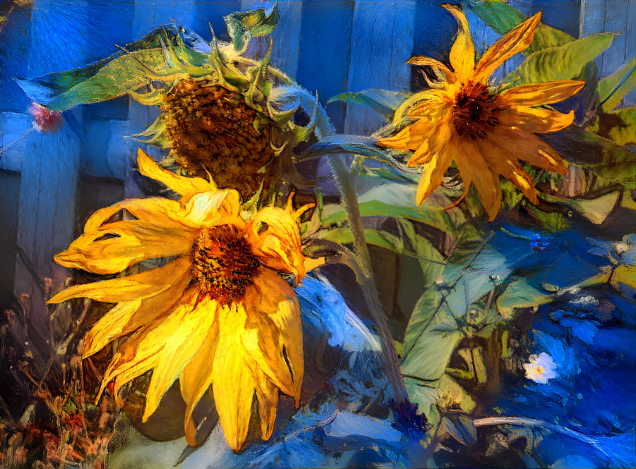 Sunflowers