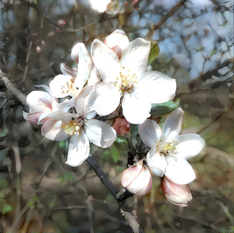 Apple blossom