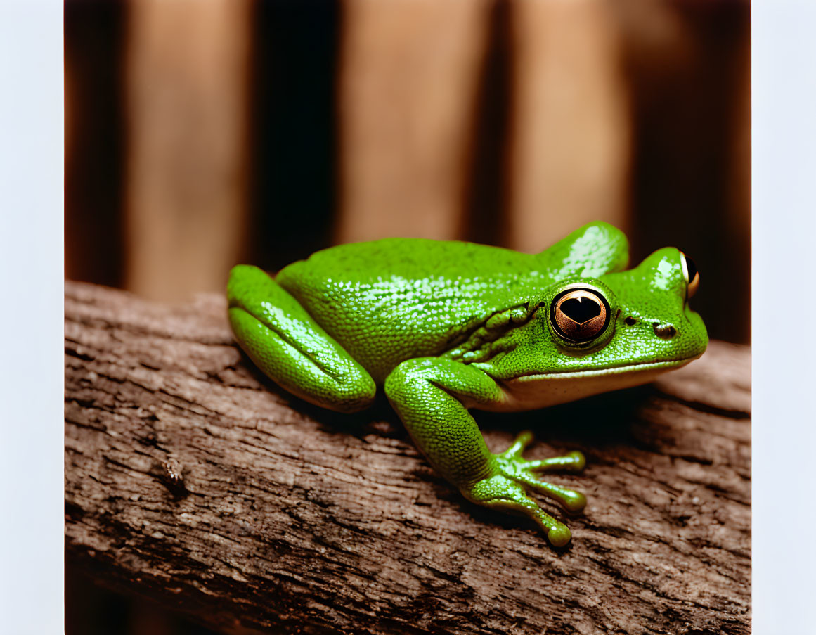 Colorful Frog on Brown Branch with Blurred Background