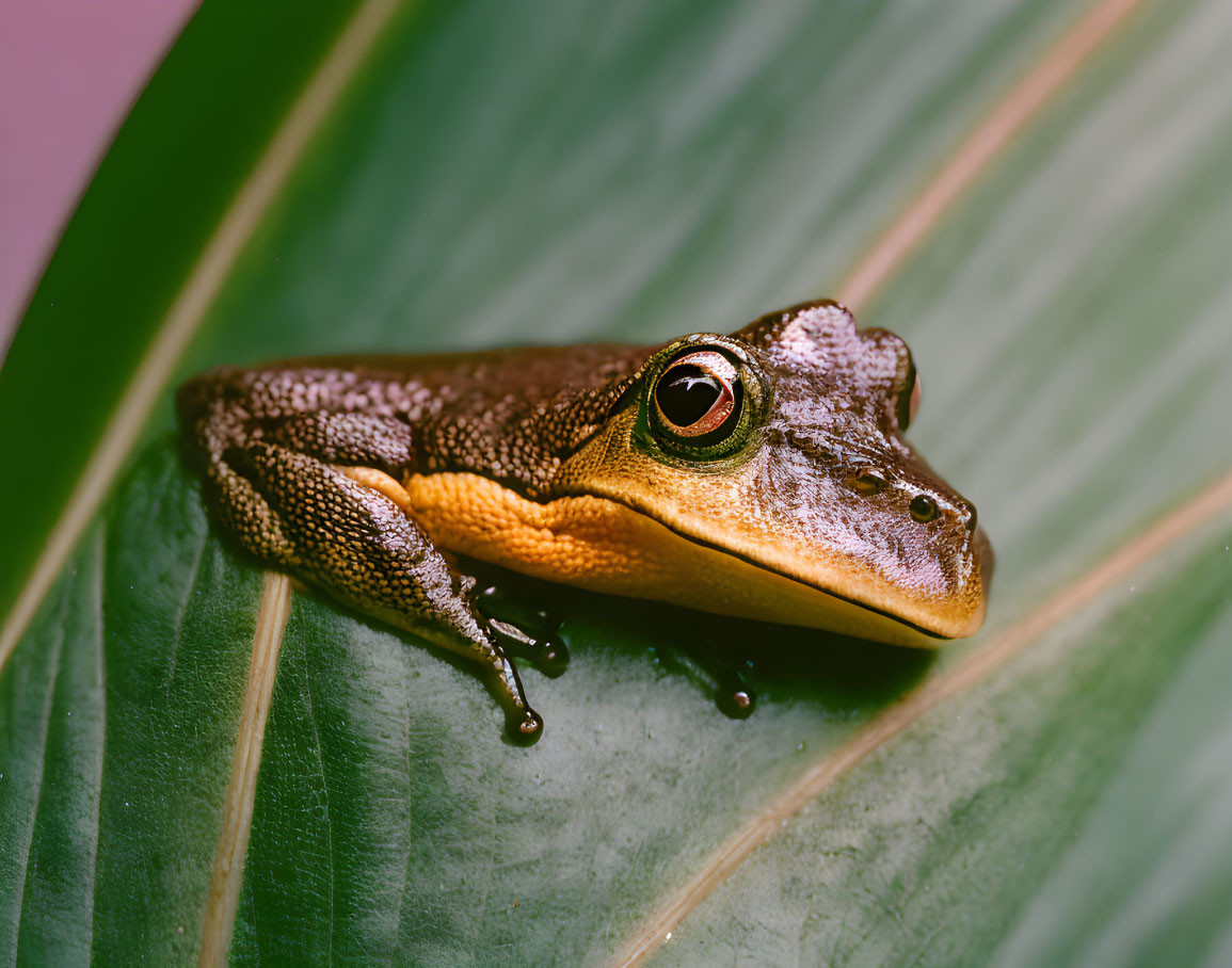 Brown Frog with Striking Eyes Resting on Vibrant Green Leaf