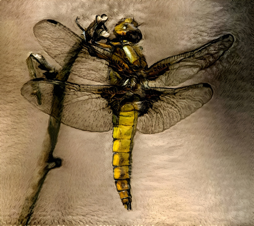 Dragon Fly