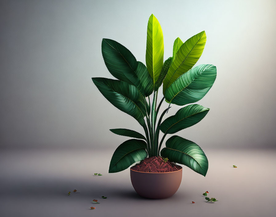 Broad-leafed green potted plant on gray gradient background with fallen leaves.