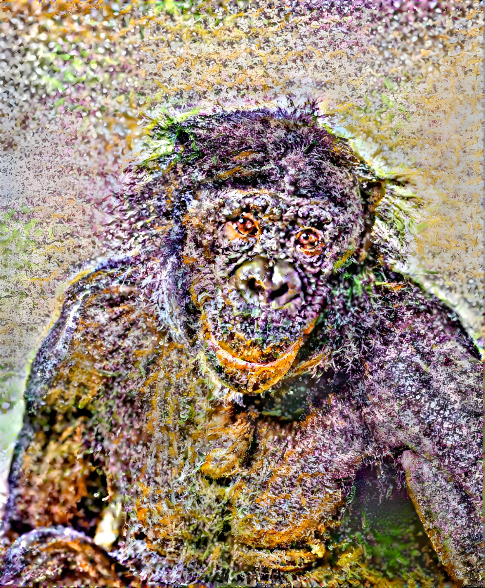 Marijuana monkey