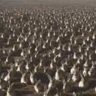 Countless Identical Rabbit Statues in Vast Field