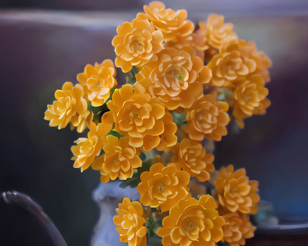 Orange Flowers in Dark Blue Vase on Blurry Background