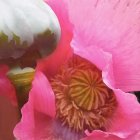 Detailed illustration of oversized flowers with pink and white petals, central orange bloom, and green seed pods