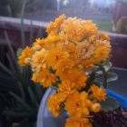 Orange Flowers in Dark Blue Vase on Blurry Background