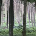 Vibrant patterned trees in twilight forest landscape