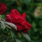 Bright red roses stand out against lush greenery with soft white and purple flowers blurred.