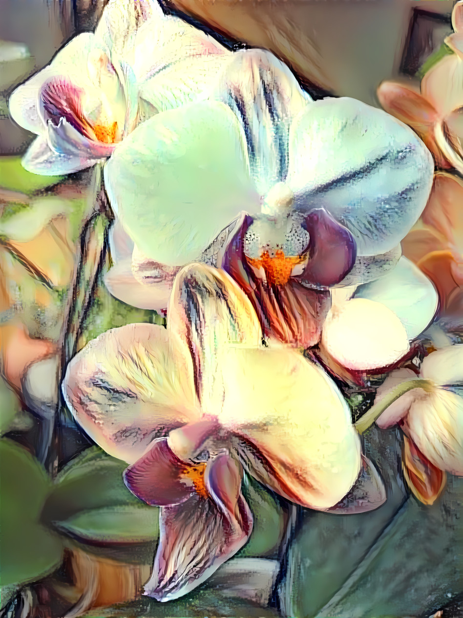 Orchids 